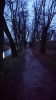 Alte Allee in Krokowa