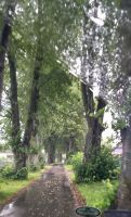 Alte Allee nahe Osieki