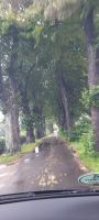 Alte Allee nahe Osieki