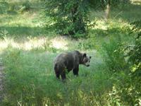 Braunbär im Zoo