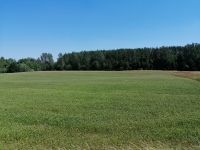 Buchweizenfeld
