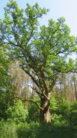 Denkmalgeschützter Baum am Studnica See