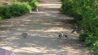 Enten im Ökopark Ost