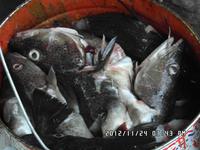 Fischsuppe?