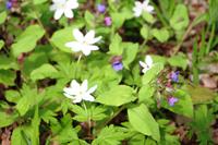 Frühling in Masuren