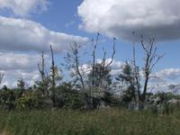 Komoraninsel