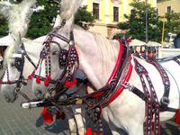 Kutschfahrt in Krakau
