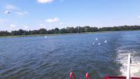 Möven begleiten unsere Fahrt auf dem Spirdingsee