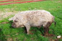 Masuren - auf dem Bauernhof bei Eulalia, Wollschwein Rudi