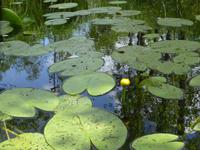 Natur (4)