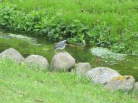 Natur