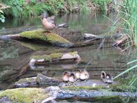Natur10