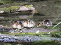 Natur11