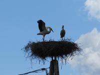 Natur12