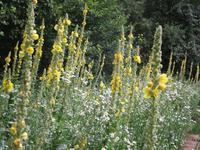 Natur2