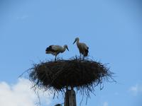 Natur4