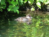 Natur7