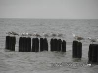 Ostseebesucher :-)