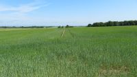 Panoramablick über Felder in Polen