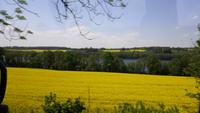 Rapsfelder
