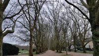 Stettin Platanenallee am Sitz des Stadtrates