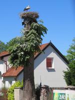 Storchennest