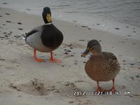 Strandgänger
