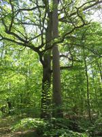 Umarmung der Bäume