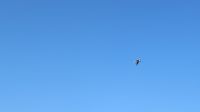 Vogelflug im Ökopark Ost