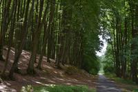 Wald in Pommern
