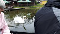 der Vater Schwan kommt zu erst zum Boot