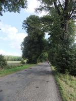 herrliche Alleen