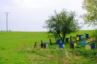 mit dem Bummelzug durch Buckelmasuren