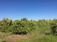 Auf der Orangen-Plantage