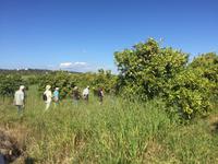 Auf der Orangen-Plantage