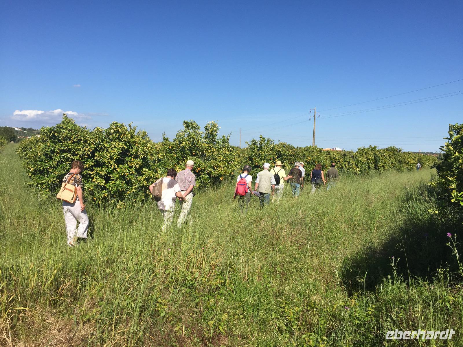 Auf der Orangen-Plantage