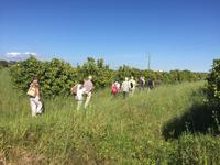 Auf der Orangen-Plantage