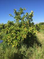 Auf der Orangen-Plantage