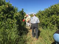 Auf der Orangen-Plantage