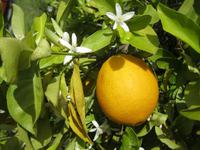 Orangen mit Blüte