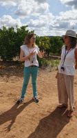 Orangenplantage bei Silves