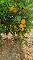 Orangenplantage bei Silves