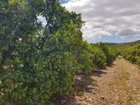 Besuch einer Orangenplantage (5).jpg