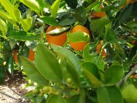 Besuch einer Orangenplantage (14).jpg