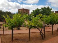 Burg in Silves (1).jpg