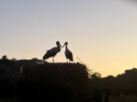 Störche, Rückfahrt ins Hotel