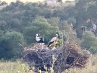 Störche, Rückfahrt ins Hotel
