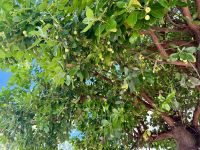 Medrohno Baum, Bergdorf Alte