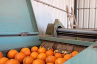 Orangenplantage bei Silves