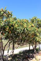 Orangenplantage bei Silves